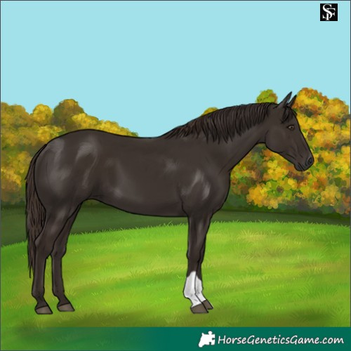 Horse Color:Liver Chestnut  and Liver Chestnut 