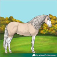 Horse Color:Silver Classic Champagne Dun Splash Frame