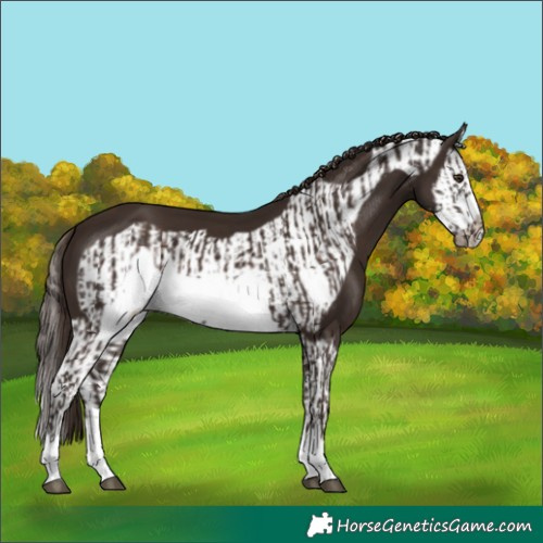 Horse Color:Liver Chestnut Frame  and Liver Chestnut Splash Frame 