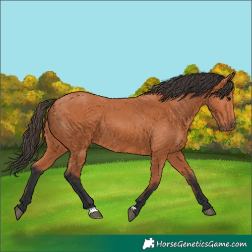 Horse Color:Bay 