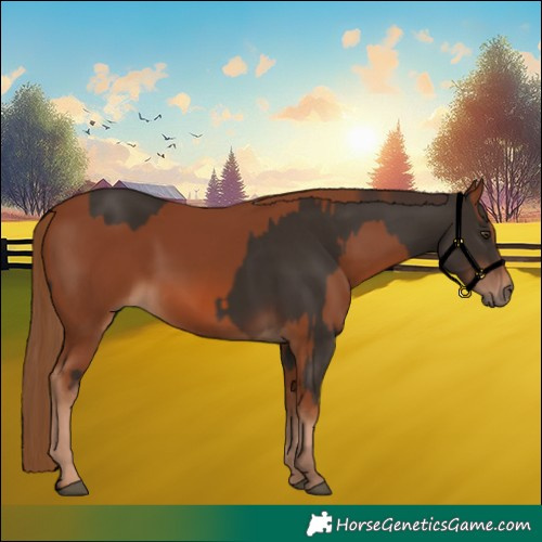 Horse Color:Liver Chestnut  and Chestnut 