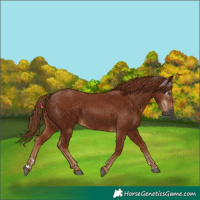 Horse Color:Gray Chestnut 