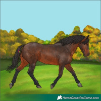 Horse Color:Brown 