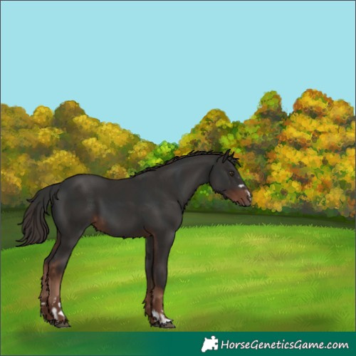 Horse Color:Liver Chestnut  and Liver Chestnut 