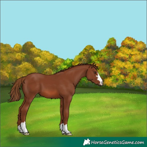 Horse Color:Chestnut 