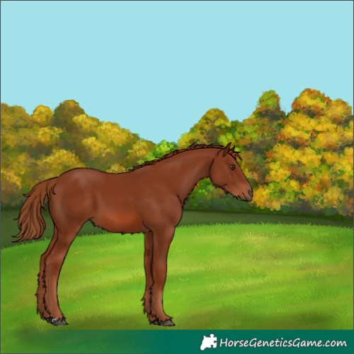 Horse Color:Chestnut 