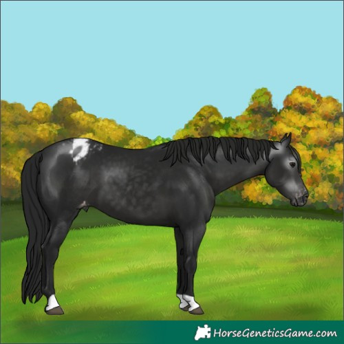 Horse Color:Gray Black Appaloosa