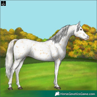 Horse Color:Palomino Appaloosa 