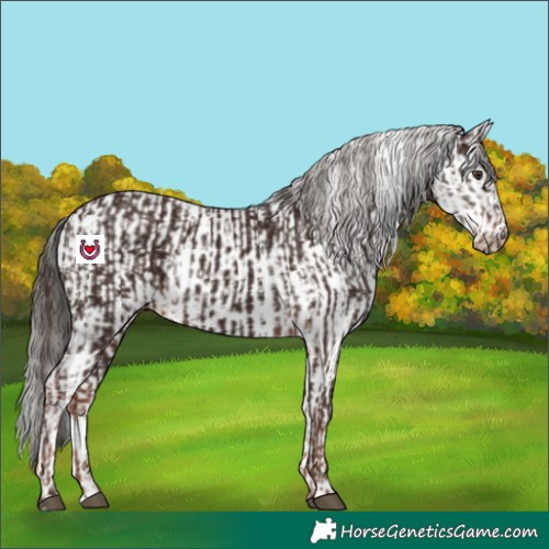 Horse Color:Liver Chestnut  and White Spotted Liver Chestnut 