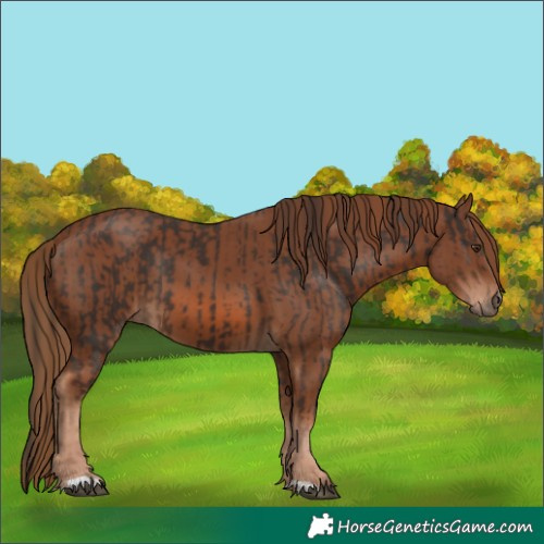 Horse Color:Liver Chestnut  and Chestnut 