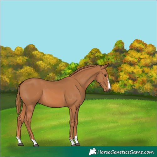 Horse Color:Unknown 
