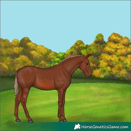 Horse Color:Unknown 