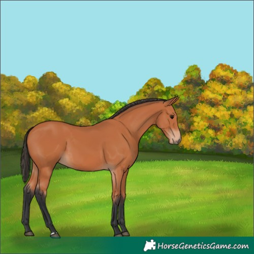Horse Color:Unknown 