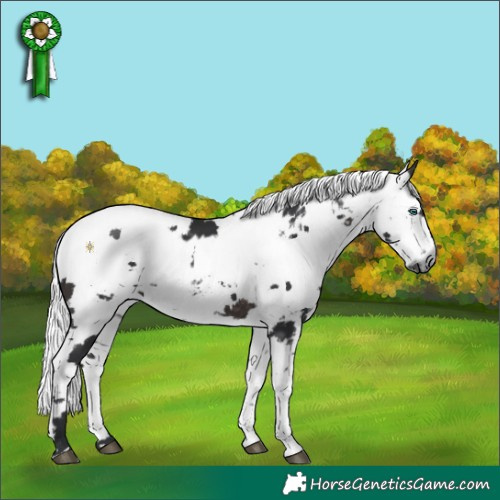 Horse Color:Brown Harlequin Merle Appaloosa  and Platinum Brown Harlequin Merle 