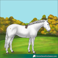 Horse Color:Platinum Bay Harlequin Merle