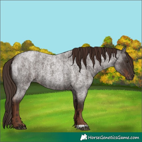 Horse Color:Liver Red Roan and Liver Red Roan
