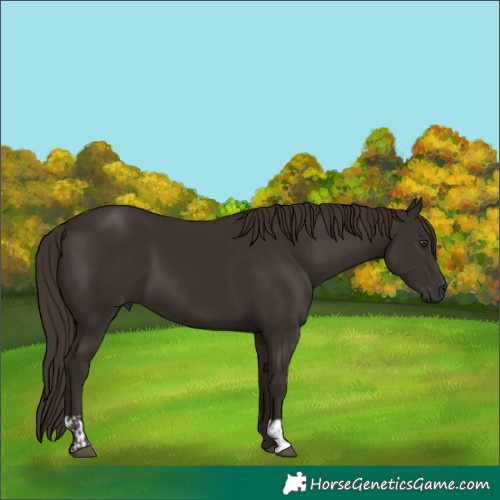 Horse Color:Liver Chestnut  and Liver Chestnut 