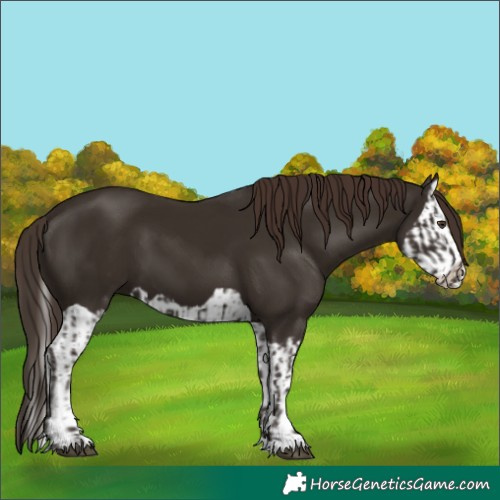 Horse Color:Liver Chestnut  and Liver Chestnut Splash 