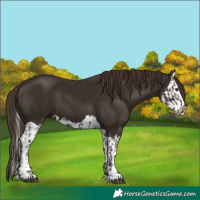 Horse Color:Liver Chestnut and Liver Chestnut Splash
