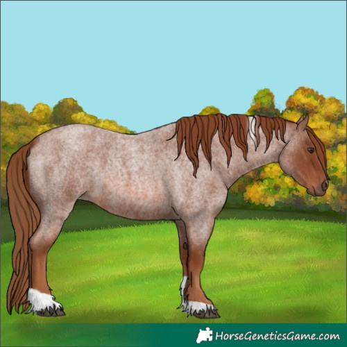 Horse Color:Red Roan Tobiano 