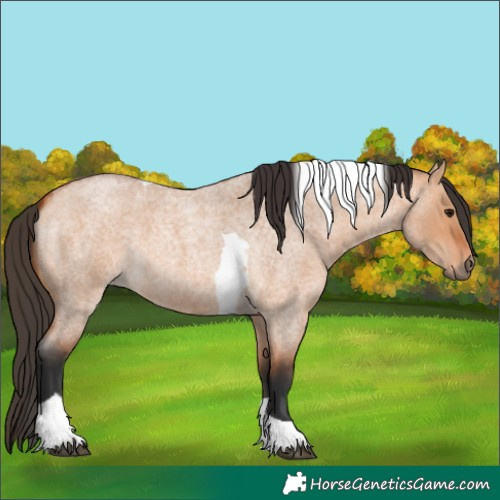 Horse Color:Bay Roan Dun Tobiano