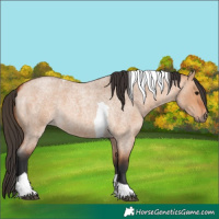 Horse Color:Bay Roan Dun Tobiano