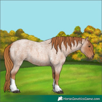Horse Color:Red Roan Tobiano 