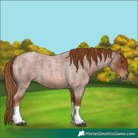 Horse Color:Red Roan Tobiano 