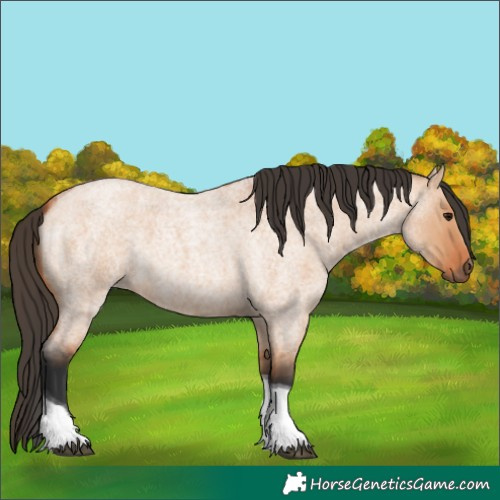 Horse Color:Bay Roan Dun Tobiano