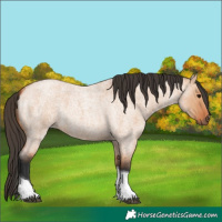Horse Color:Bay Roan Dun Tobiano