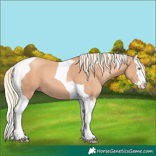 Horse Color:Gold Champagne Splash Tobiano 