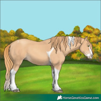 Horse Color:Gold Champagne Splash Tobiano 