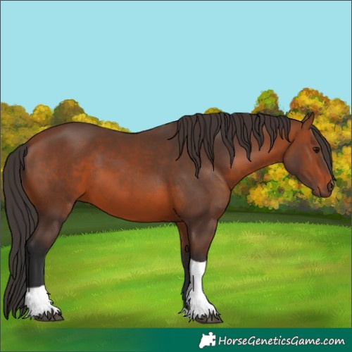 Horse Color:Bay Tobiano Rabicano 