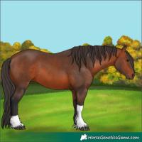 Horse Color:Bay Tobiano Rabicano 