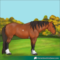 Horse Color:Bay Tobiano Rabicano 