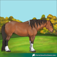 Horse Color:Bay Tobiano Rabicano 