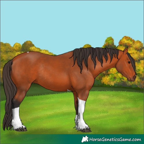 Horse Color:Bay Tobiano Rabicano