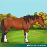 Horse Color:Bay Tobiano Rabicano