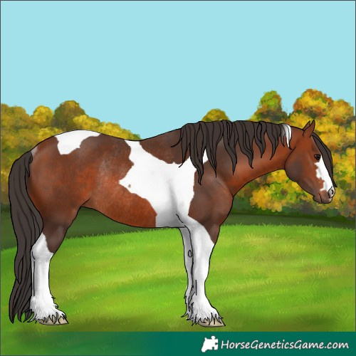 Horse Color:Bay Tobiano Rabicano 