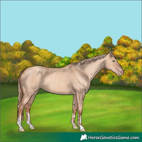 Horse Color:Gold Champagne Dun  and Gold Champagne Dun 