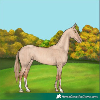 Horse Color:Gold Champagne Dun and Gold Champagne Dun