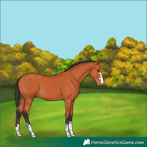 Horse Color:Unknown 