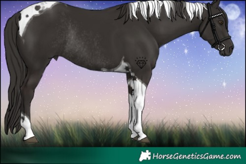Horse Color:Liver Chestnut Tobiano Rabicano 