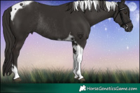 Horse Color:Liver Chestnut Tobiano Rabicano 
