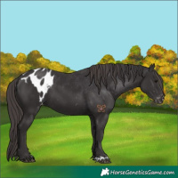 Horse Color:Smoky Black  and Smoky Black Appaloosa 