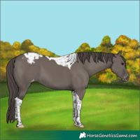 Horse Color:Smoky Grullo Tobiano Appaloosa 