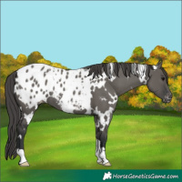 Horse Color:White Spotted Grullo Appaloosa 