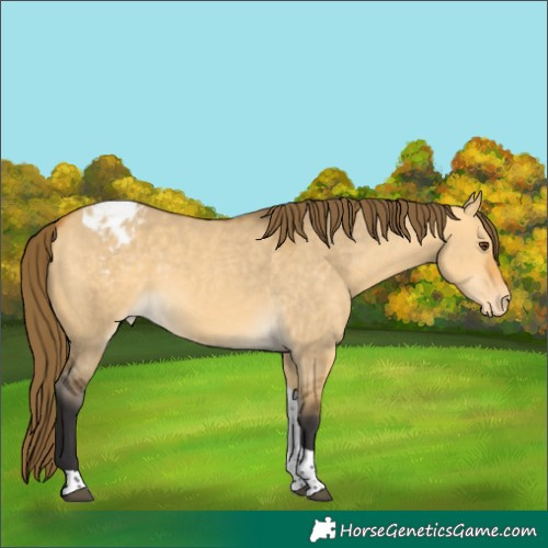 Horse Color:Buckskin Dun Tobiano Appaloosa 