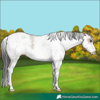 Horse Color:White Spotted Brown Dun Appaloosa