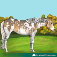 Horse Color:White Spotted Silver Buckskin Appaloosa 